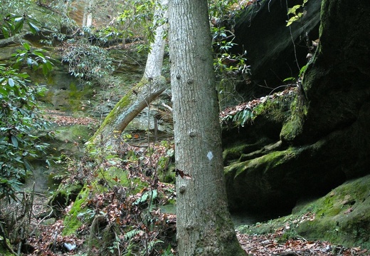 Rough Trail - 5